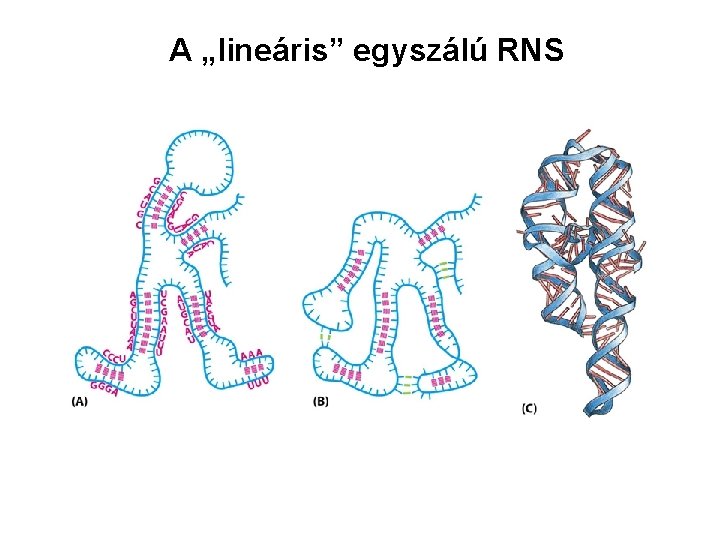 A „lineáris” egyszálú RNS 