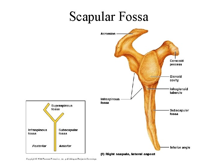 Scapular Fossa Scapular Fossa