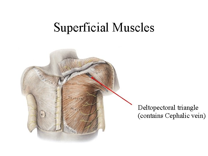 Superficial Muscles Deltopectoral triangle (contains Cephalic vein) Superficial Muscles Deltopectoral triangle (contains Cephalic vein)