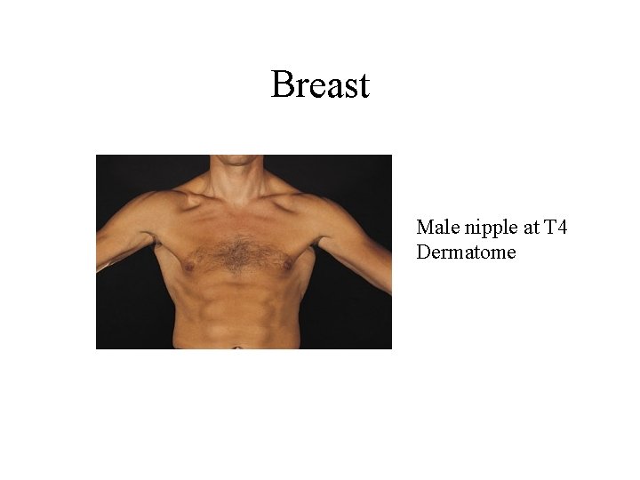 Breast Male nipple at T 4 Dermatome Breast Male nipple at T 4 Dermatome