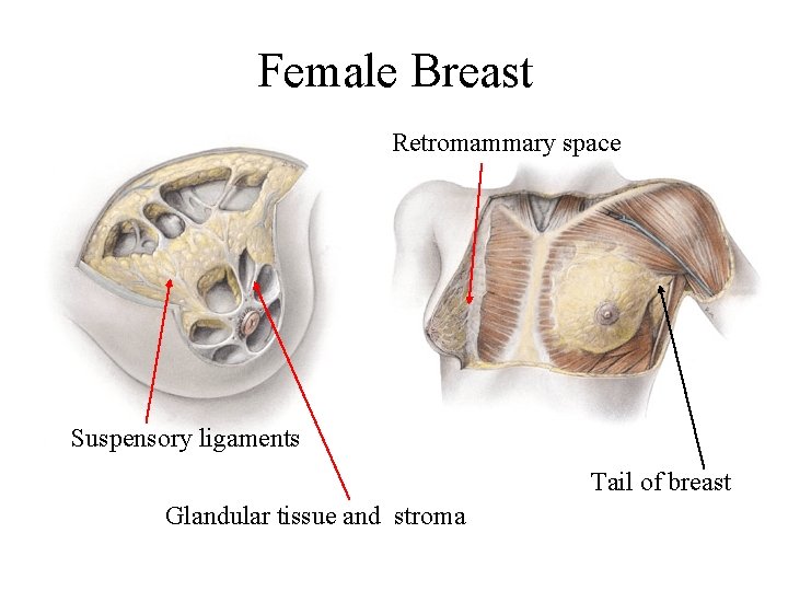 Female Breast Retromammary space Suspensory ligaments Tail of breast Glandular tissue and stroma Female Breast Retromammary space Suspensory ligaments Tail of breast Glandular tissue and stroma