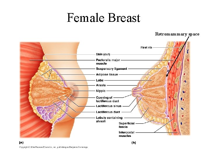 Female Breast Retromammary space Female Breast Retromammary space