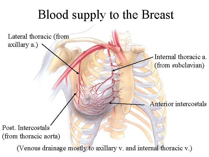 Blood supply to the Breast Lateral thoracic (from axillary a. ) Internal thoracic a. Blood supply to the Breast Lateral thoracic (from axillary a. ) Internal thoracic a.