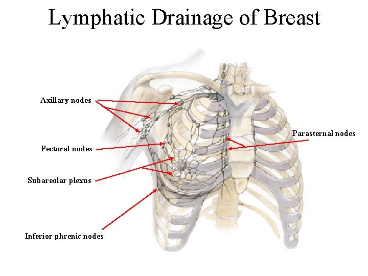 Lymphatic Drainage of Breast Axillary nodes Parasternal nodes Pectoral nodes Subareolar plexus Inferior phrenic Lymphatic Drainage of Breast Axillary nodes Parasternal nodes Pectoral nodes Subareolar plexus Inferior phrenic