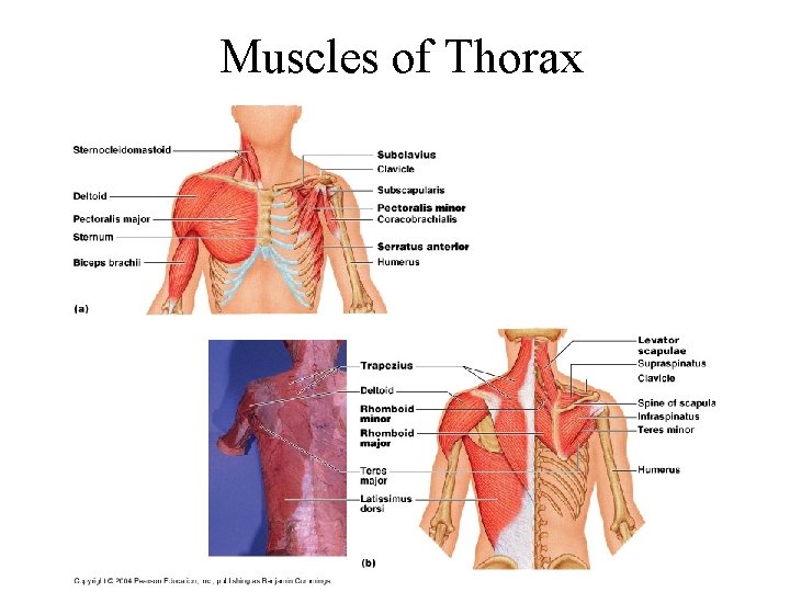 Muscles of Thorax Muscles of Thorax