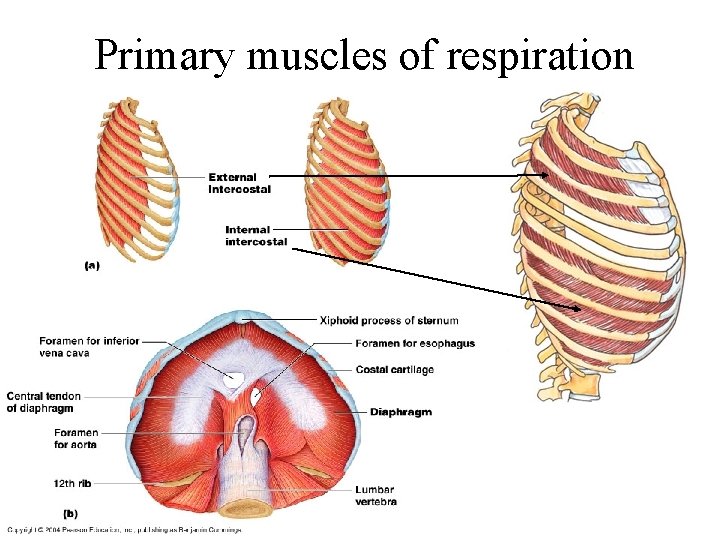 Primary muscles of respiration Primary muscles of respiration