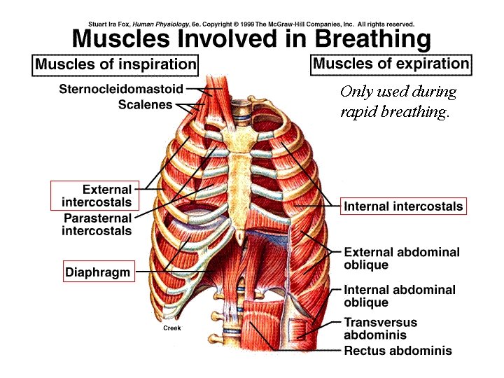 Only used during rapid breathing. Only used during rapid breathing.