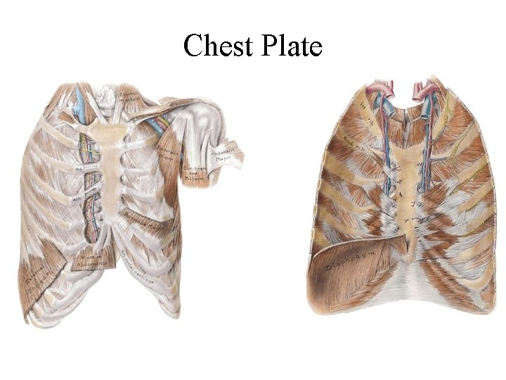 Chest Plate Chest Plate