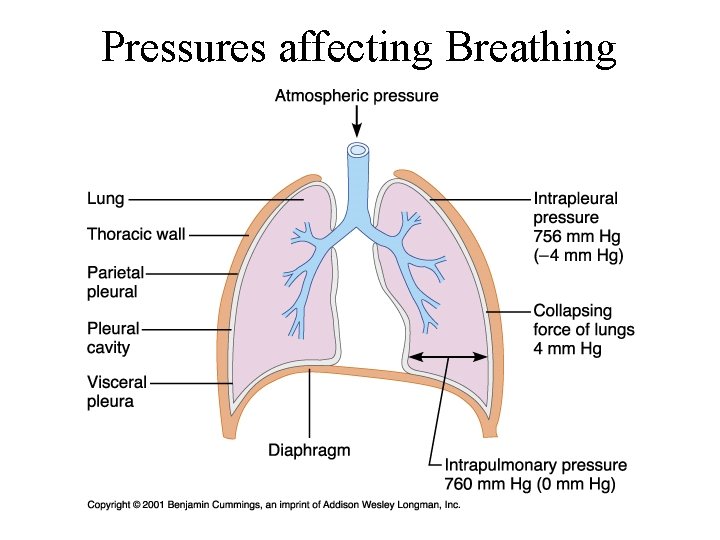 Pressures affecting Breathing Pressures affecting Breathing