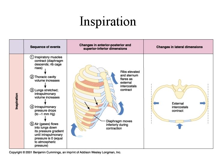Inspiration Inspiration