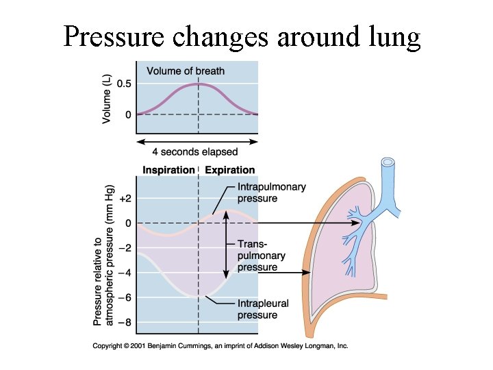 Pressure changes around lung Pressure changes around lung