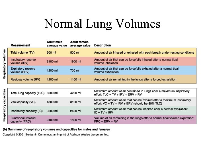 Normal Lung Volumes Normal Lung Volumes