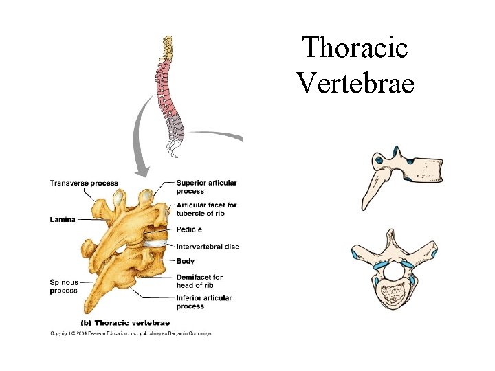 Thoracic Vertebrae Thoracic Vertebrae