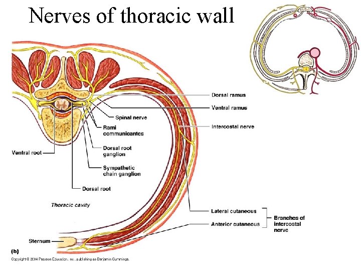 Nerves of thoracic wall Nerves of thoracic wall