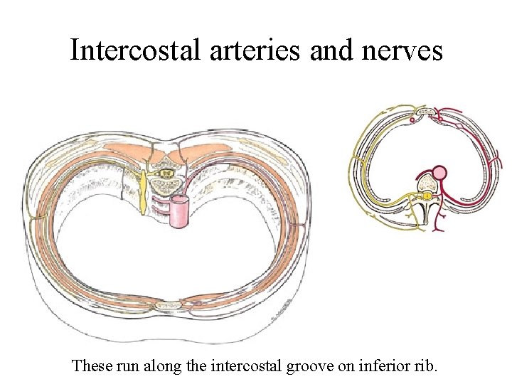 Intercostal arteries and nerves These run along the intercostal groove on inferior rib. Intercostal arteries and nerves These run along the intercostal groove on inferior rib.
