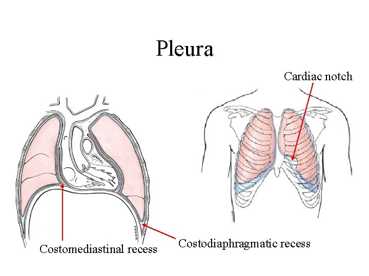 Pleura Cardiac notch Costomediastinal recess Costodiaphragmatic recess Pleura Cardiac notch Costomediastinal recess Costodiaphragmatic recess