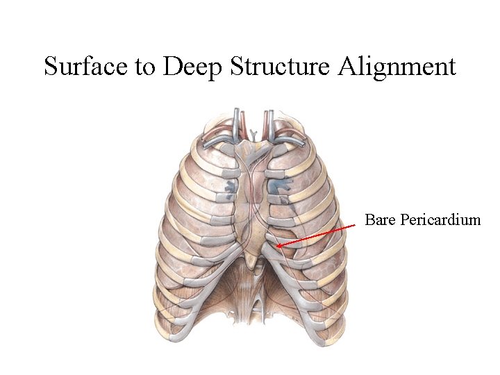 Surface to Deep Structure Alignment Bare Pericardium Surface to Deep Structure Alignment Bare Pericardium