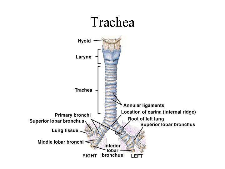 Trachea Trachea