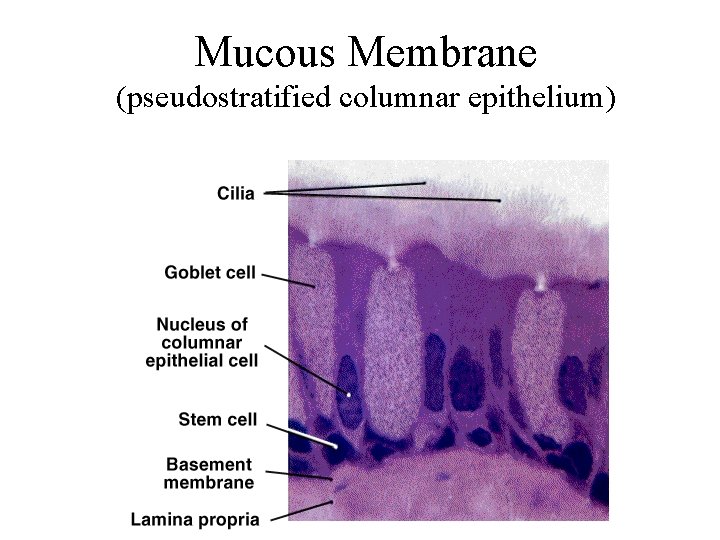 Mucous Membrane (pseudostratified columnar epithelium) Mucous Membrane (pseudostratified columnar epithelium)