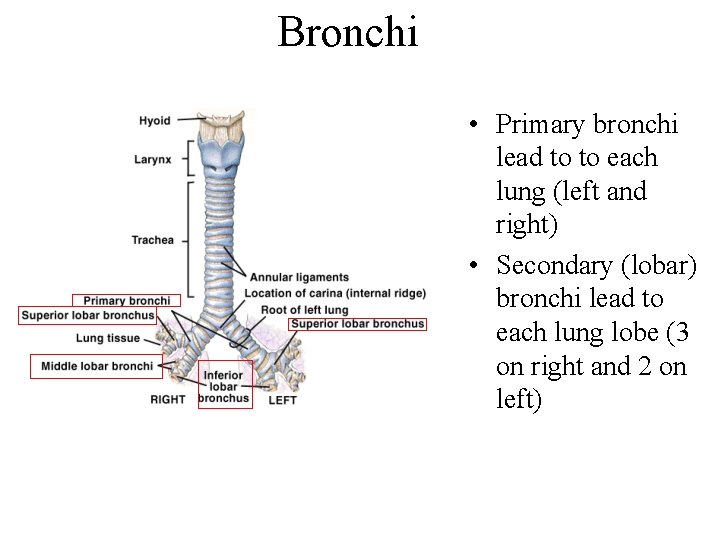Bronchi • Primary bronchi lead to to each lung (left and right) • Secondary Bronchi • Primary bronchi lead to to each lung (left and right) • Secondary