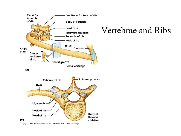 Vertebrae and Ribs Vertebrae and Ribs