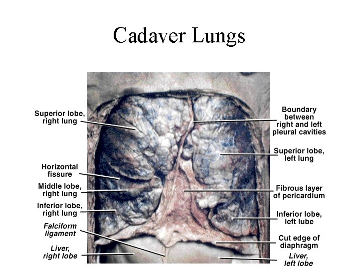 Cadaver Lungs Cadaver Lungs
