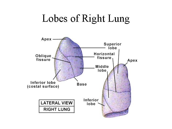 Lobes of Right Lung Lobes of Right Lung