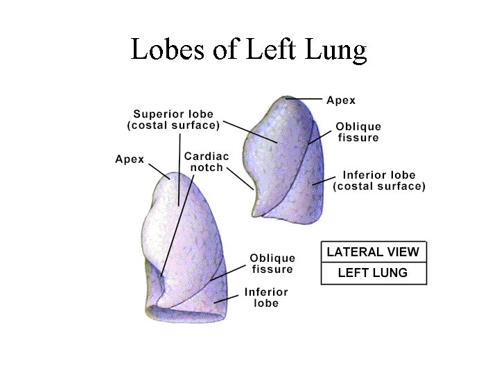 Lobes of Left Lung Lobes of Left Lung