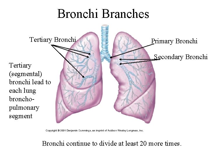 Bronchi Branches Tertiary Bronchi Primary Bronchi Secondary Bronchi Tertiary (segmental) bronchi lead to each Bronchi Branches Tertiary Bronchi Primary Bronchi Secondary Bronchi Tertiary (segmental) bronchi lead to each