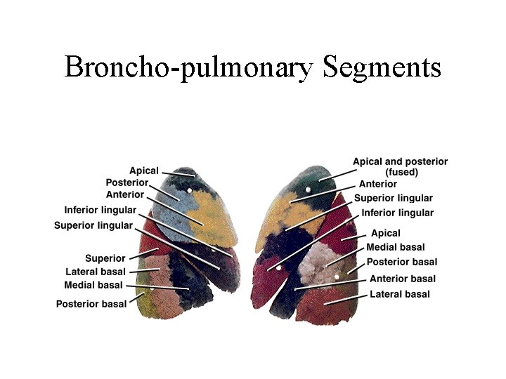 Broncho-pulmonary Segments Broncho-pulmonary Segments