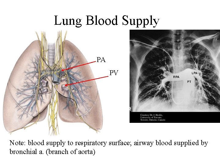 Lung Blood Supply PA PV Note: blood supply to respiratory surface; airway blood supplied Lung Blood Supply PA PV Note: blood supply to respiratory surface; airway blood supplied