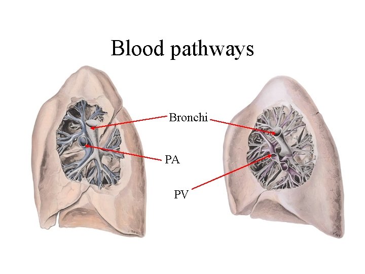 Blood pathways Bronchi PA PV Blood pathways Bronchi PA PV