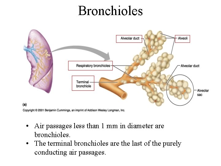 Bronchioles • Air passages less than 1 mm in diameter are bronchioles. • The Bronchioles • Air passages less than 1 mm in diameter are bronchioles. • The