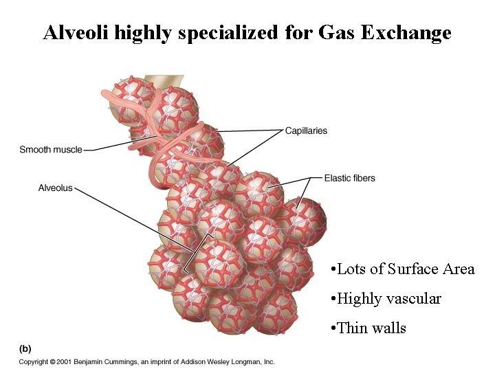 Alveoli highly specialized for Gas Exchange • Lots of Surface Area • Highly vascular Alveoli highly specialized for Gas Exchange • Lots of Surface Area • Highly vascular