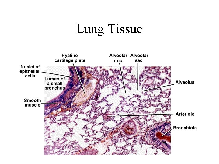 Lung Tissue Lung Tissue