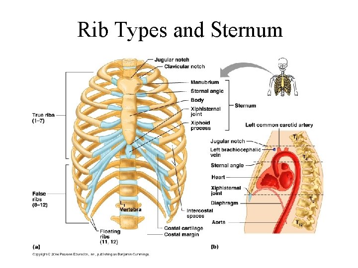 Rib Types and Sternum Rib Types and Sternum