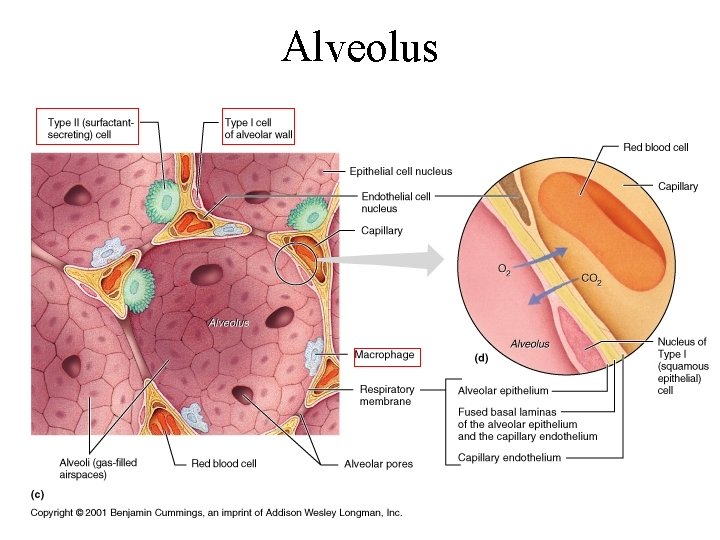 Alveolus Alveolus
