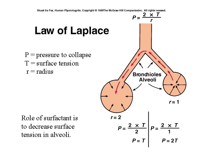 P = pressure to collapse T = surface tension r = radius Role of P = pressure to collapse T = surface tension r = radius Role of