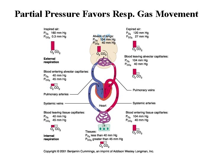 Partial Pressure Favors Resp. Gas Movement Partial Pressure Favors Resp. Gas Movement