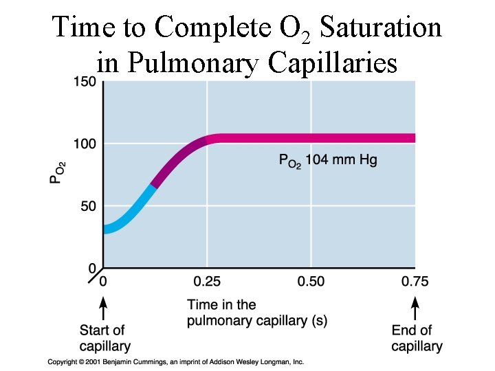 Time to Complete O 2 Saturation in Pulmonary Capillaries Time to Complete O 2 Saturation in Pulmonary Capillaries