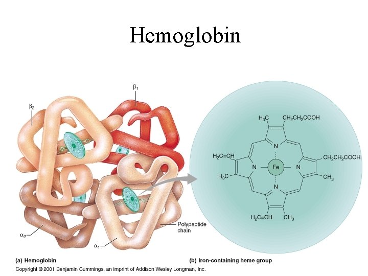 Hemoglobin Hemoglobin