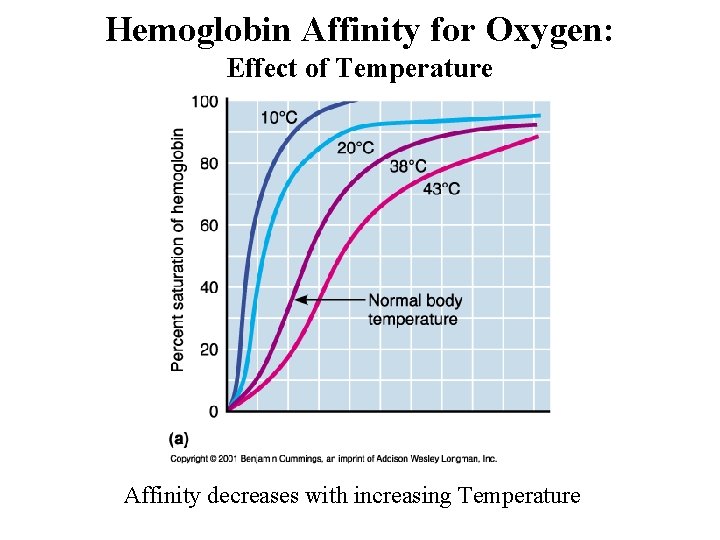 Hemoglobin Affinity for Oxygen: Effect of Temperature Affinity decreases with increasing Temperature Hemoglobin Affinity for Oxygen: Effect of Temperature Affinity decreases with increasing Temperature
