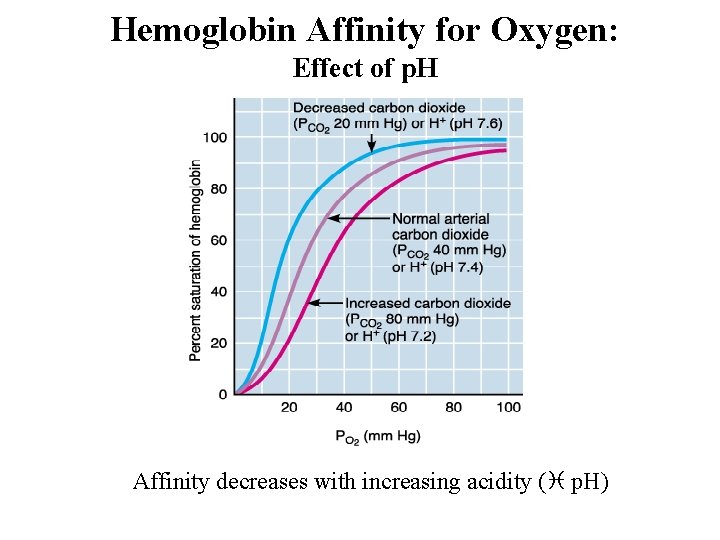 Hemoglobin Affinity for Oxygen: Effect of p. H Affinity decreases with increasing acidity (i Hemoglobin Affinity for Oxygen: Effect of p. H Affinity decreases with increasing acidity (i