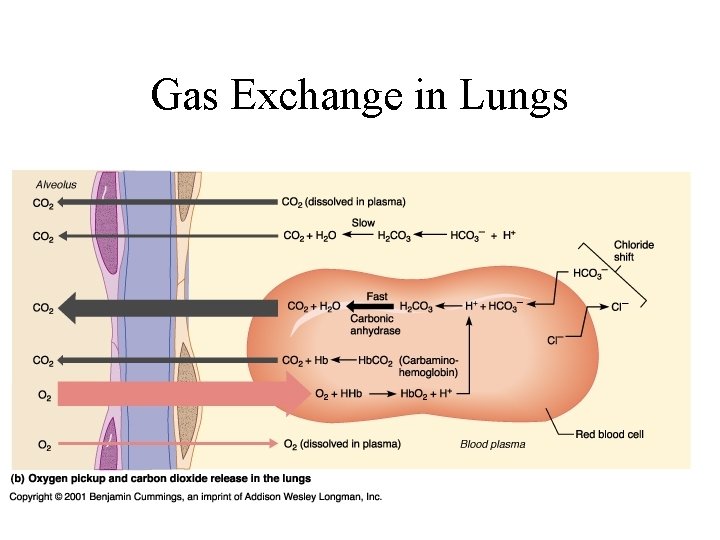 Gas Exchange in Lungs Gas Exchange in Lungs