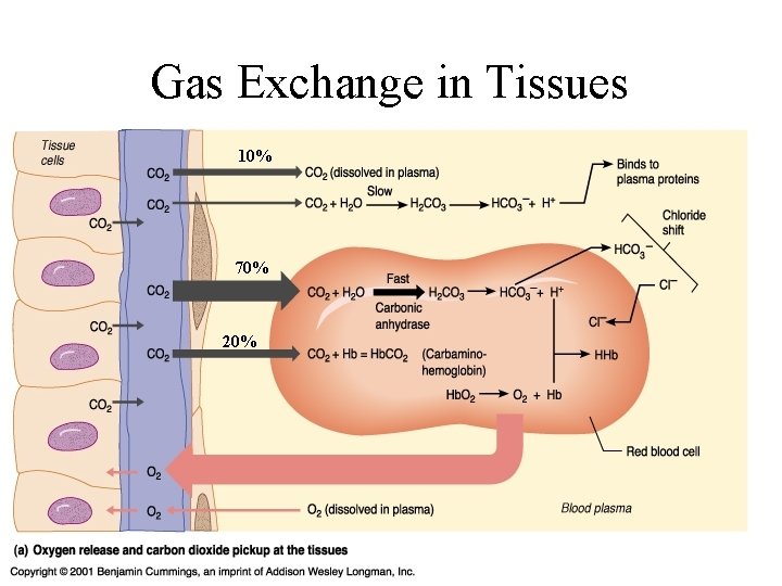 Gas Exchange in Tissues 10% 70% 20% Gas Exchange in Tissues 10% 70% 20%