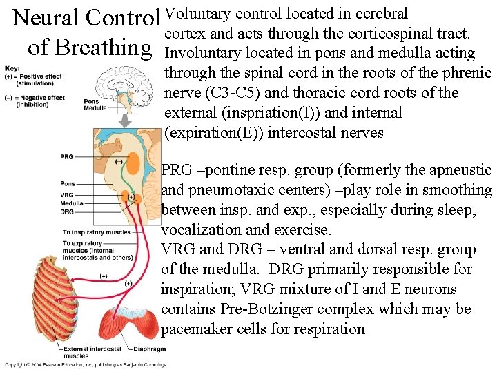 Neural Control Voluntary control located in cerebral cortex and acts through the corticospinal tract. Neural Control Voluntary control located in cerebral cortex and acts through the corticospinal tract.