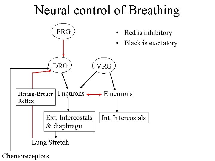 Neural control of Breathing PRG DRG Hering-Breuer Reflex I neurons Ext. Intercostals & diaphragm Neural control of Breathing PRG DRG Hering-Breuer Reflex I neurons Ext. Intercostals & diaphragm