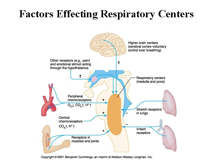 Factors Effecting Respiratory Centers Factors Effecting Respiratory Centers