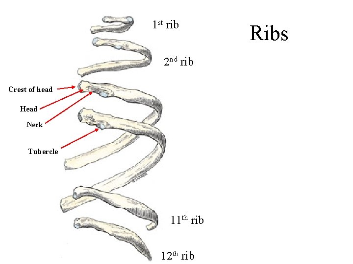 1 st rib 2 nd rib Crest of head Head Neck Tubercle 11 th 1 st rib 2 nd rib Crest of head Head Neck Tubercle 11 th