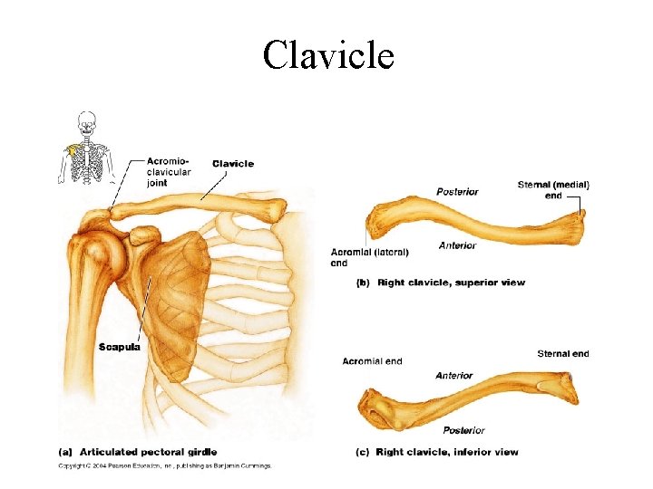 Clavicle Clavicle